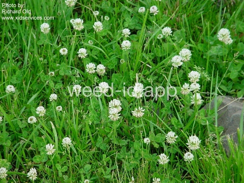 clover, white